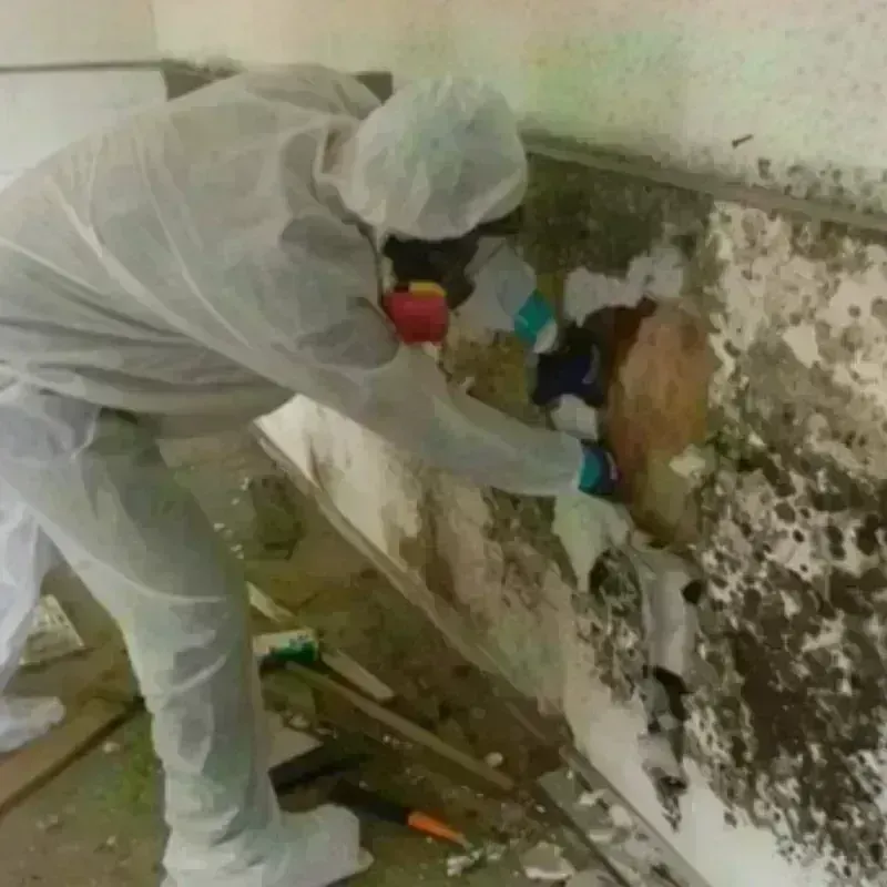 Mold Remediation and Removal in Cambria, IL